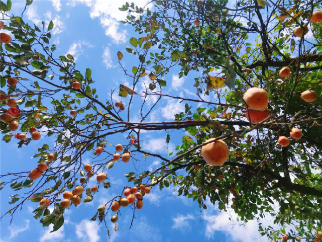 硕果累累这就是秋天的样子