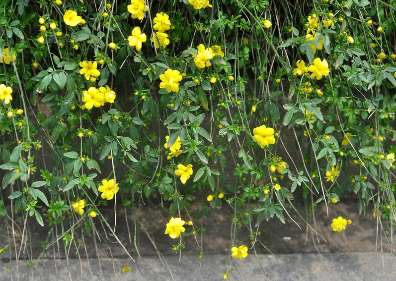 迎春花总是不开花学会这些养护技巧为冬天增添一抹春光