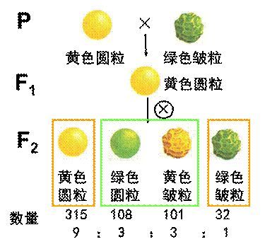 ppt展示孟德爾的新疑問:孟德爾的基因分離