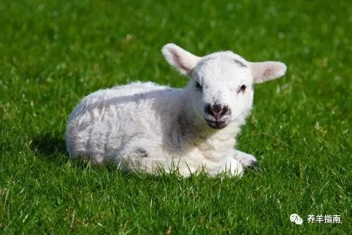 羔羊|春季羔羊痢疾高发，要如何防治？