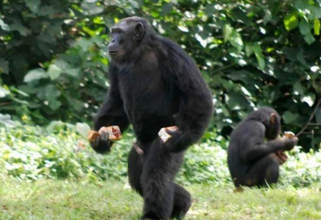 猴子偷大猩猩的香蕉结果被对方一招秒杀镜头记录全过程