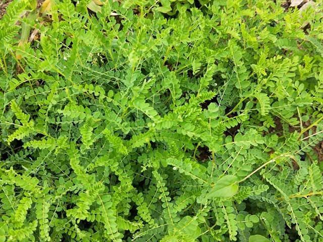 黄芪|中药材黄芪增产用什么叶面肥？黄芪用哪个肥？黄芪用什么肥好？