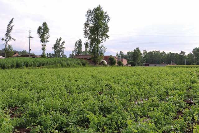 黄芪|中药材黄芪增产用什么叶面肥？黄芪用哪个肥？黄芪用什么肥好？