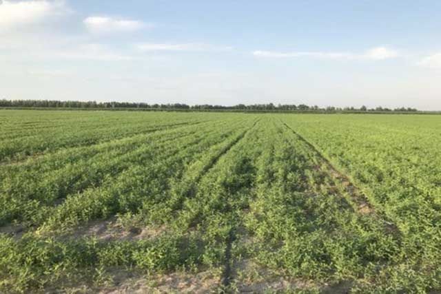 黄芪|中药材黄芪增产用什么叶面肥？黄芪用哪个肥？黄芪用什么肥好？