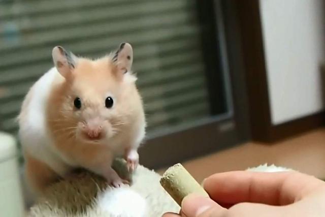 主人陪仓鼠玩,仓鼠任由主人逗弄,笑得可开心了_腾讯新闻