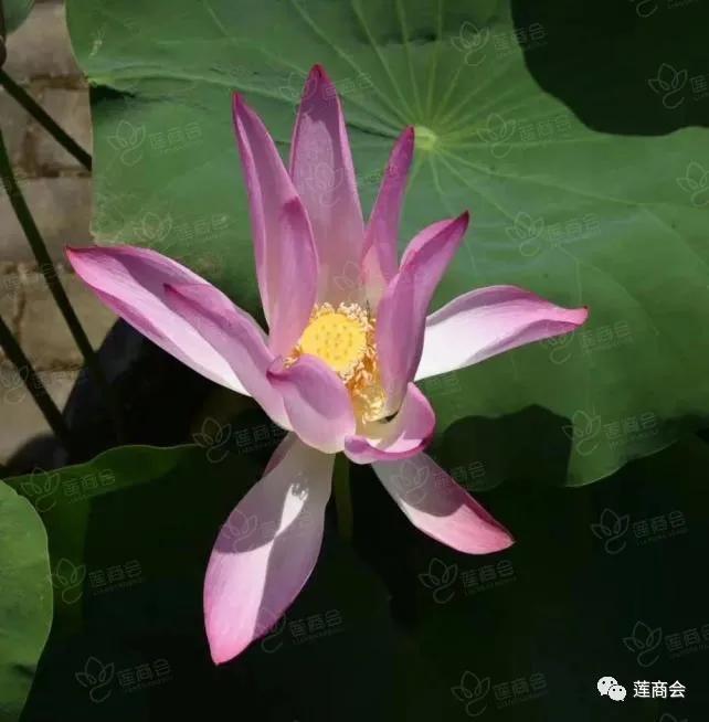 莲商会 精选余项莲荷专业知识 百度给不了的答案在这里 腾讯新闻