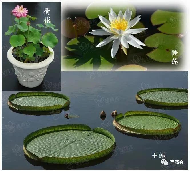 莲商会 精选余项莲荷专业知识 百度给不了的答案在这里 腾讯新闻