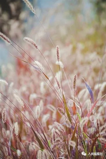 |星云大师：如何加强环保教育