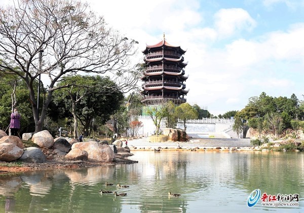 成群的鸭子在八仙湖上嬉戏,吸引市民拿出手机拍照留念昨日,记者在晋江