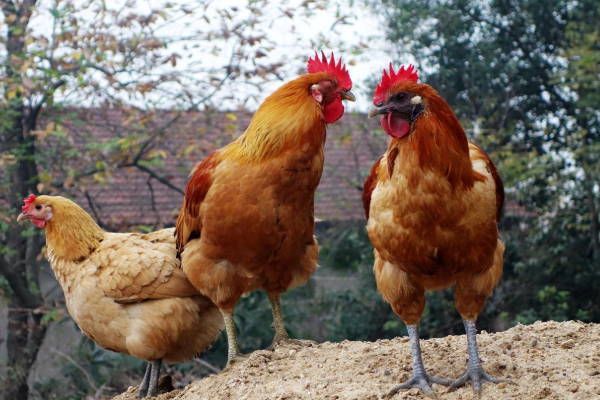 生肖鸡 11月号要经历1个大 喜 属鸡人看看怎么回事 贵人 横财 生肖鸡 运势