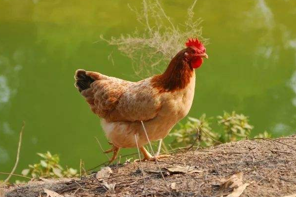 生肖鸡 11月号要经历1个大 喜 属鸡人看看怎么回事 贵人 横财 生肖鸡 运势