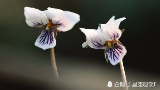 11月日星座运势 白羊亲力亲为 狮子配合默契 双鱼大胆尝试 白羊座 狮子座 双鱼座 星座运势