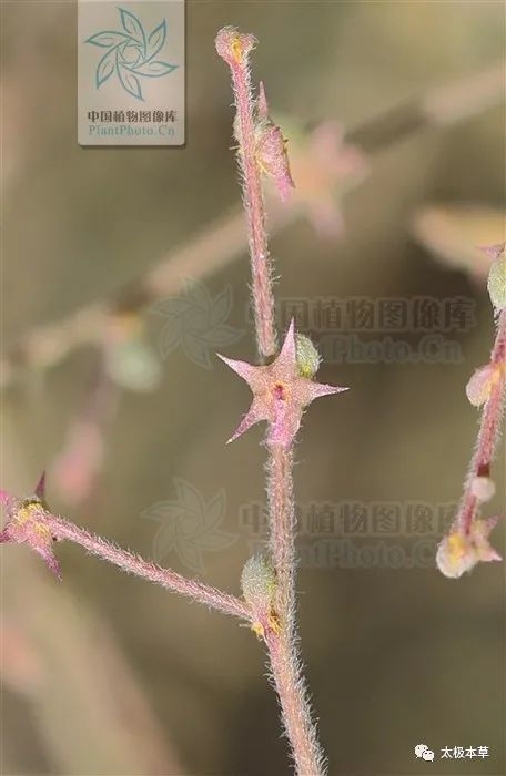 五星蒿 见过吗 清热祛湿 治头皮屑 头皮屑 清热祛湿 五星