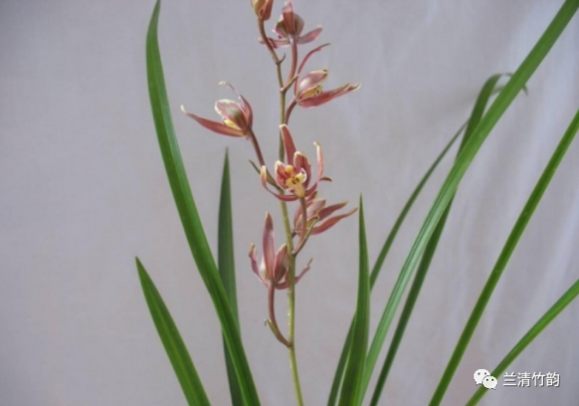 兰花什么时候开 不同品种的兰花开花时间也不同 兰花 花卉 墨兰 寒兰 建兰