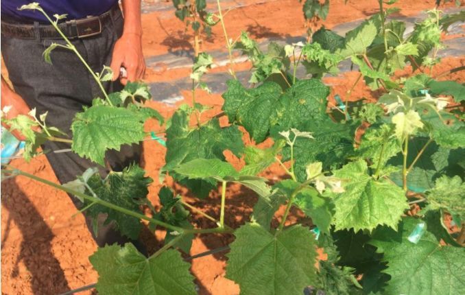 果树|果树《超80％果农种不出精品果，你对阳光玫瑰到底有多了解》