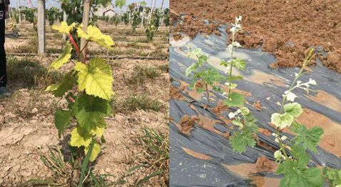 果树|果树《超80％果农种不出精品果，你对阳光玫瑰到底有多了解》