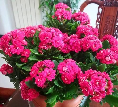 此款世界名花 冬春季开花 花期超半年 新手也会养 是盆栽佳品 长寿花 盆栽 花卉