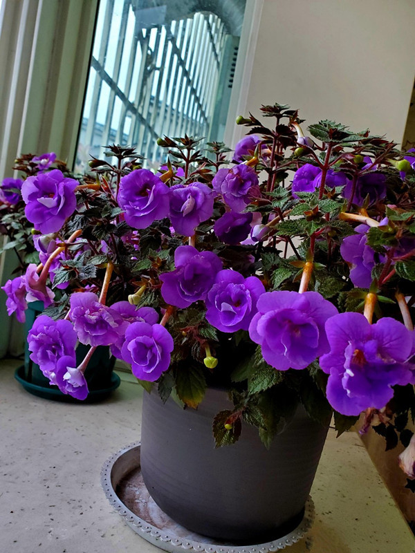 盆栽绿植新宠长筒花花色美丽开花勤奋北阳台也能养