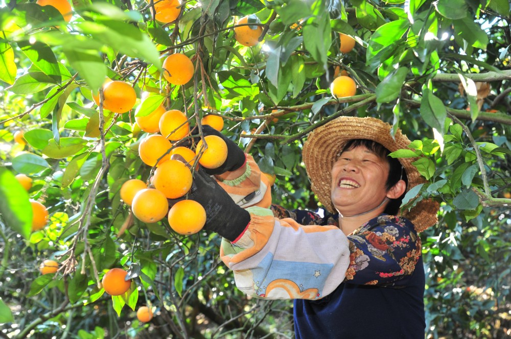 脐聚橙乡平远第十六届脐橙文化旅游节来啦明天见