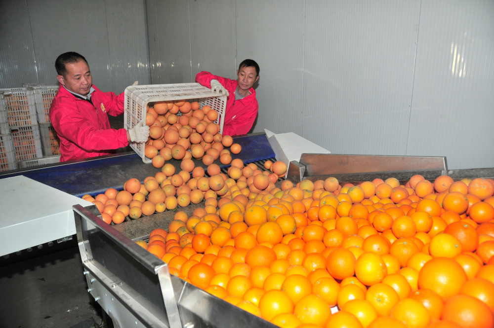 脐聚橙乡平远第十六届脐橙文化旅游节来啦明天见