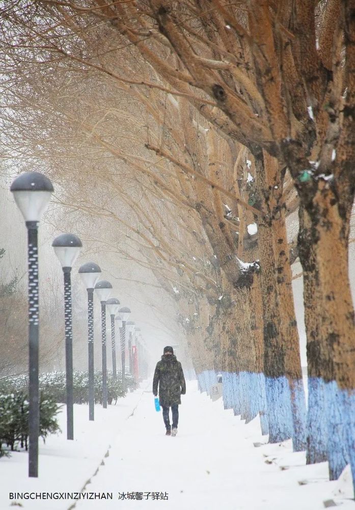 今天,下雪的哈爾濱……_騰訊新聞