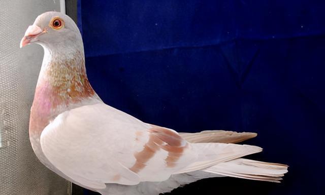 土豪的奢靡娱乐鸽子拍出1250万天价买家来自中国