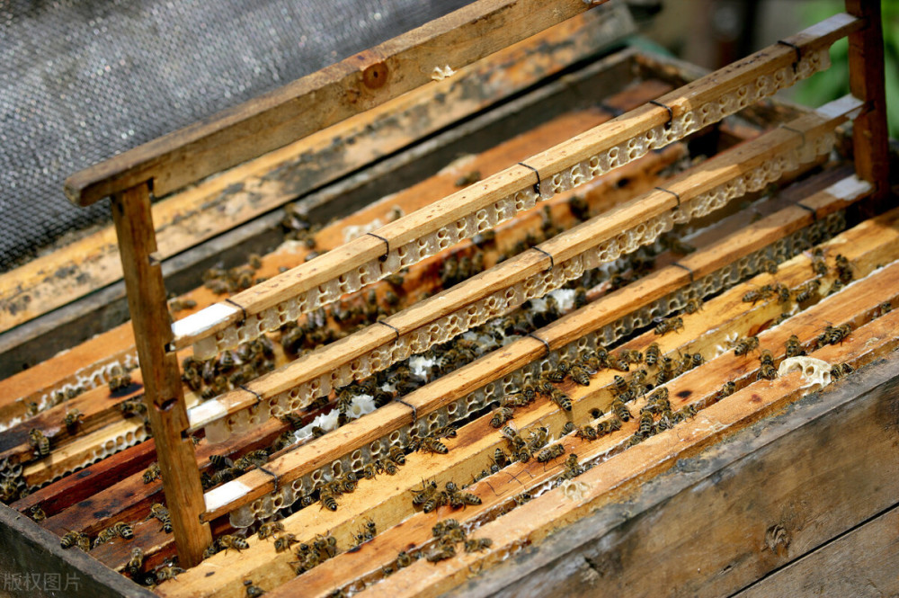 蜜蜂人工育王的原理,你知道吗,作为养蜂人的你是怎么进行育王的