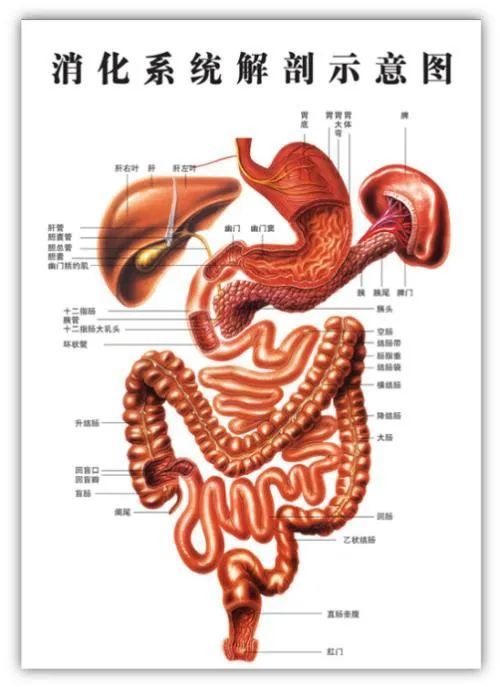 成人肠道总长约9(米),上连幽门,下接肛门,消化吸收又排泄.