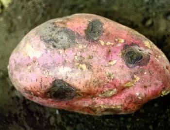 火腿|那些隐藏在饭桌上的“毒物”，你都知道吗？