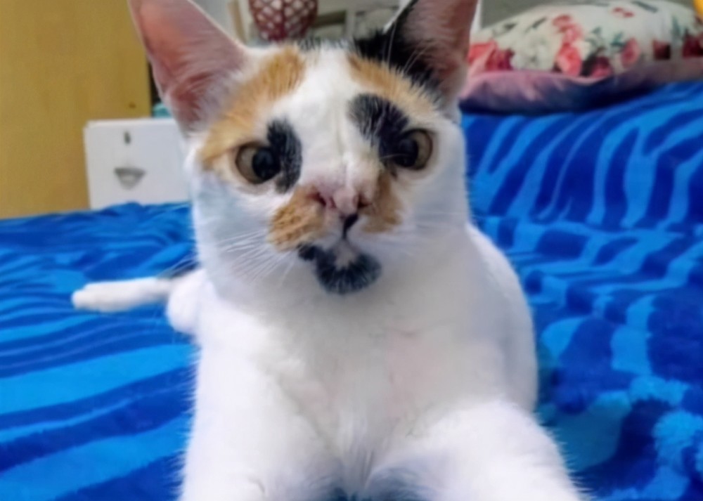 攒了一波丑猫来给大家助助兴别笑千万别笑