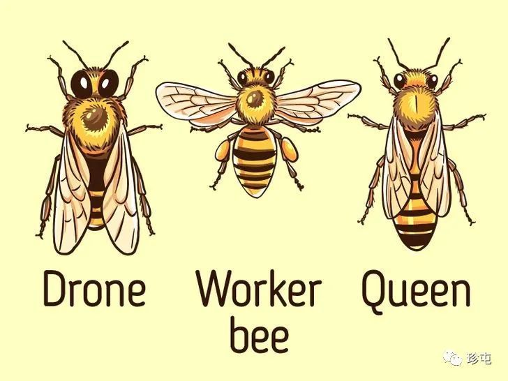 面对挑战时,要像蜜蜂一样思考_腾讯新闻