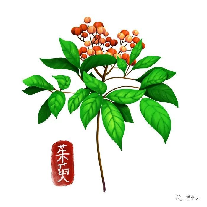 收藏唯美中药手绘图