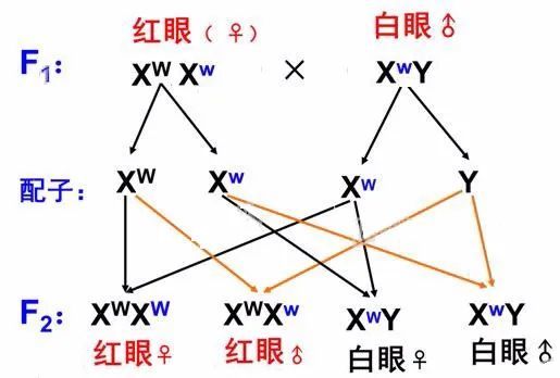 摩爾根對該解釋的驗證:(測交)摩爾根對設想的解釋:雄果蠅中,紅眼:xwy