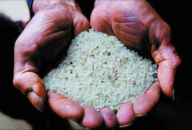 "毒大米"再现江湖,专家提醒:有这2种特征的大米最好不买_腾讯新闻