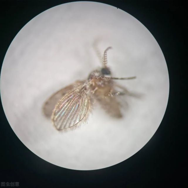 有一个你可能不知道怎么念的名字——"蛾蠓",也叫做蛾蠓,蛾蝇,蝶蝇等