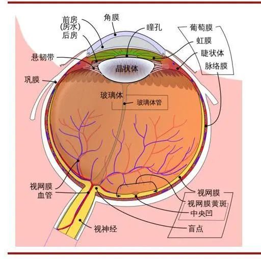 眼科 白内障克星 人工晶体进化史和赛道分析 腾讯新闻