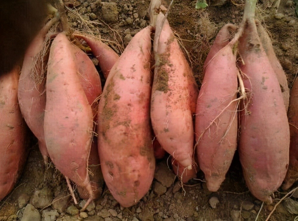 今年多地红薯优质又高产,价格行情怎么样?是高还是低?