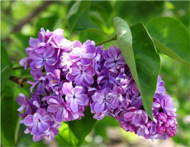 歌曲 丁香花 里的亡者到底是谁 18年后 歌手唐磊去哪儿了 腾讯新闻