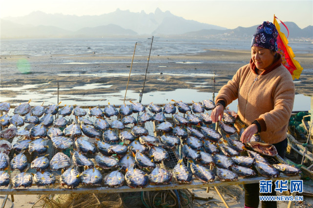 山东青岛:渔村冬晒忙 鱼干飘鲜香
