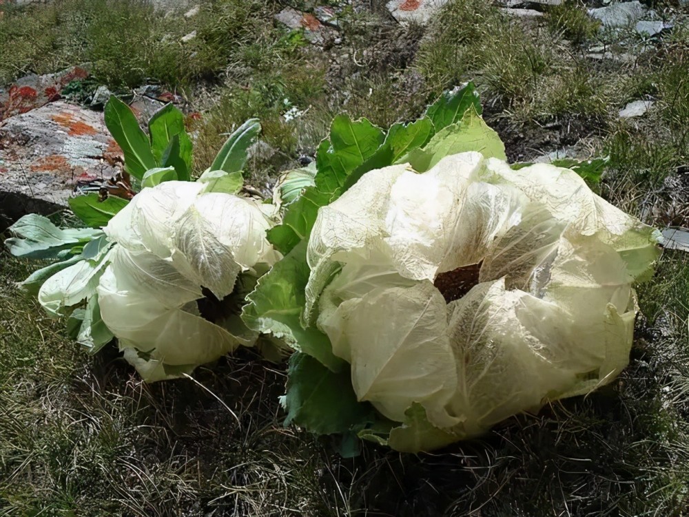 会变透明的千年冰莲_腾讯新闻