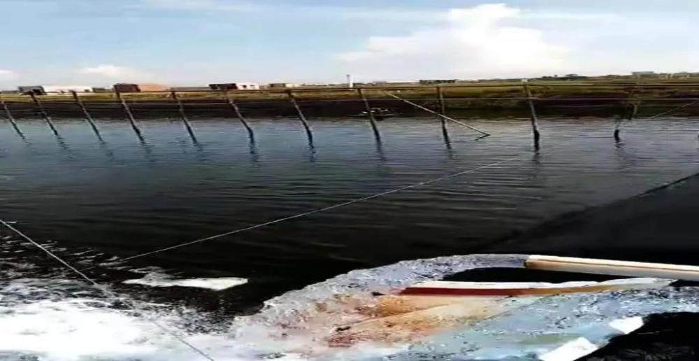 龙昌|养得好不如卖得好！冬棚虾怎么抢占最高价格，这四步至关重要