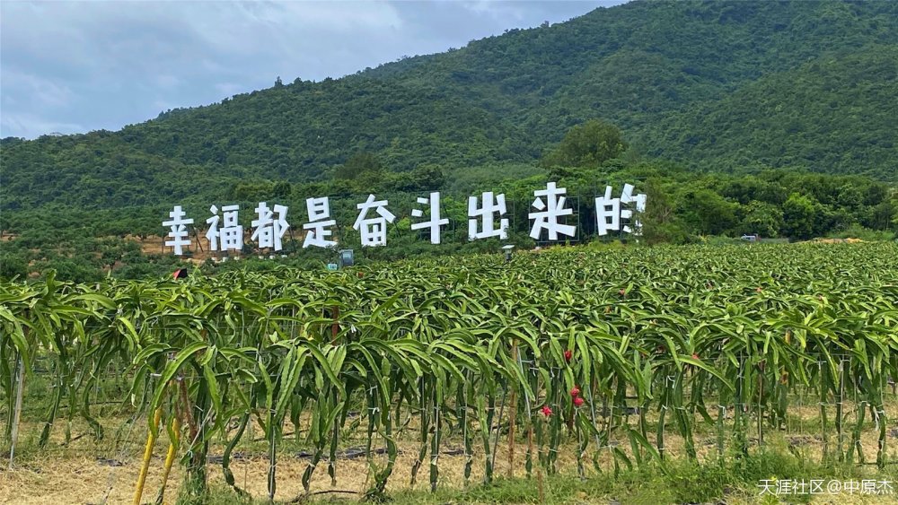 三亚大茅村呵护绿水青山助力乡村振兴