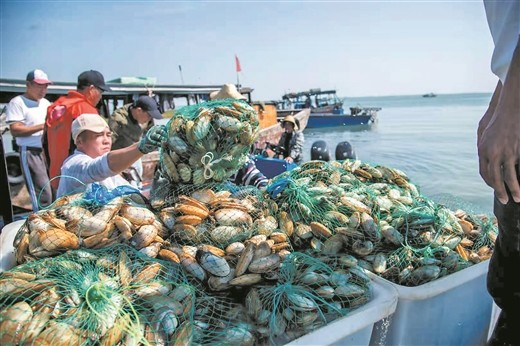 北海浅海开放式底播养殖象鼻螺年产量约76万吨