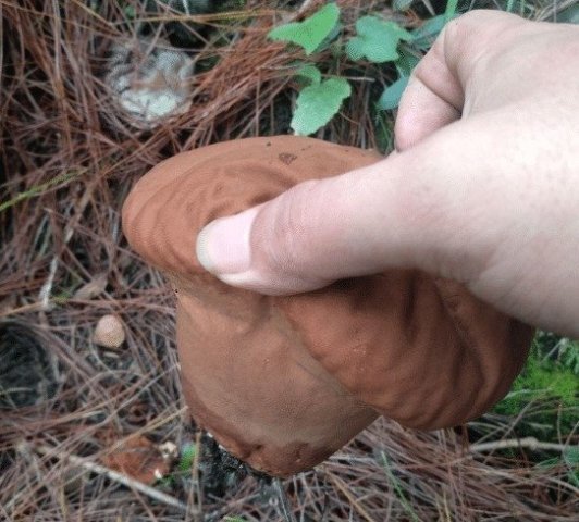 山上捡到的面包这是大自然的馈赠可以请村里吃饭了