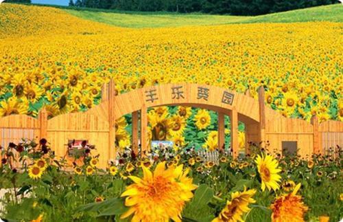特别是丰乐葵园,种植了世界名葵"日本巨无霸"达百万株以上,又称丰乐