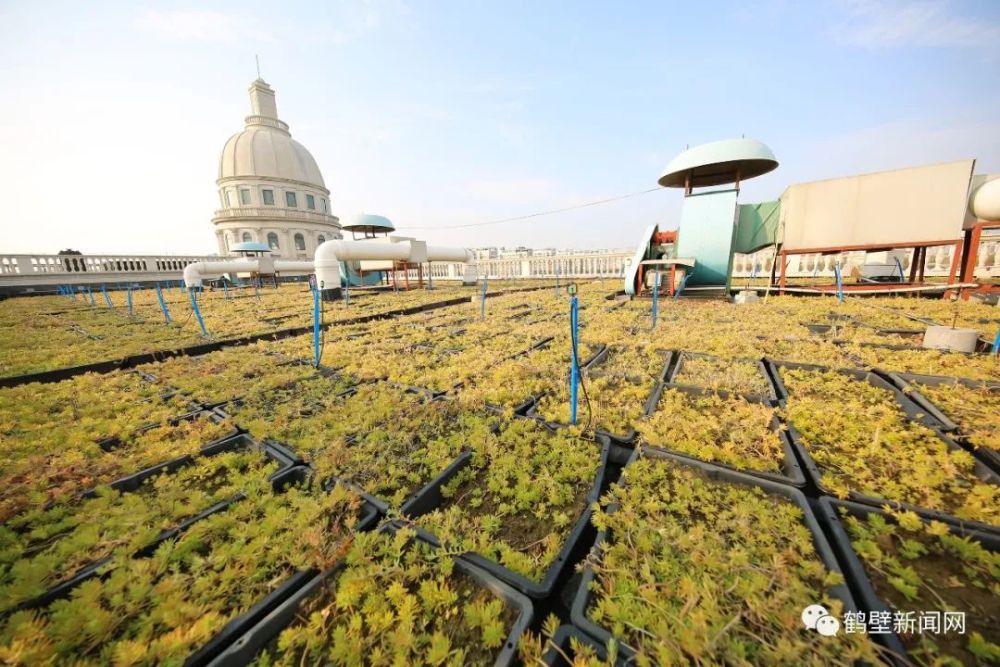 表示,具体到屋顶绿化,"市民可以简单地理解为给房顶加一层植物隔热层"