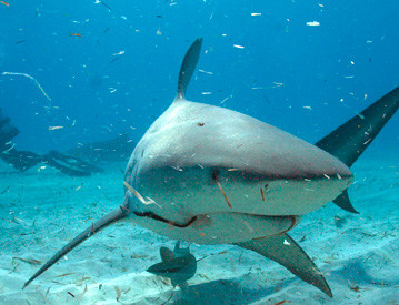 南非海域大白鲨濒临消失,或许不是人类的锅