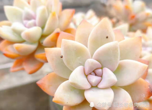 知道什么时候该给多肉淡雪换盆吗 在合适的时间换盆可以让它更好地生长 多肉 悬崖桩 花盆 服盆 淡雪