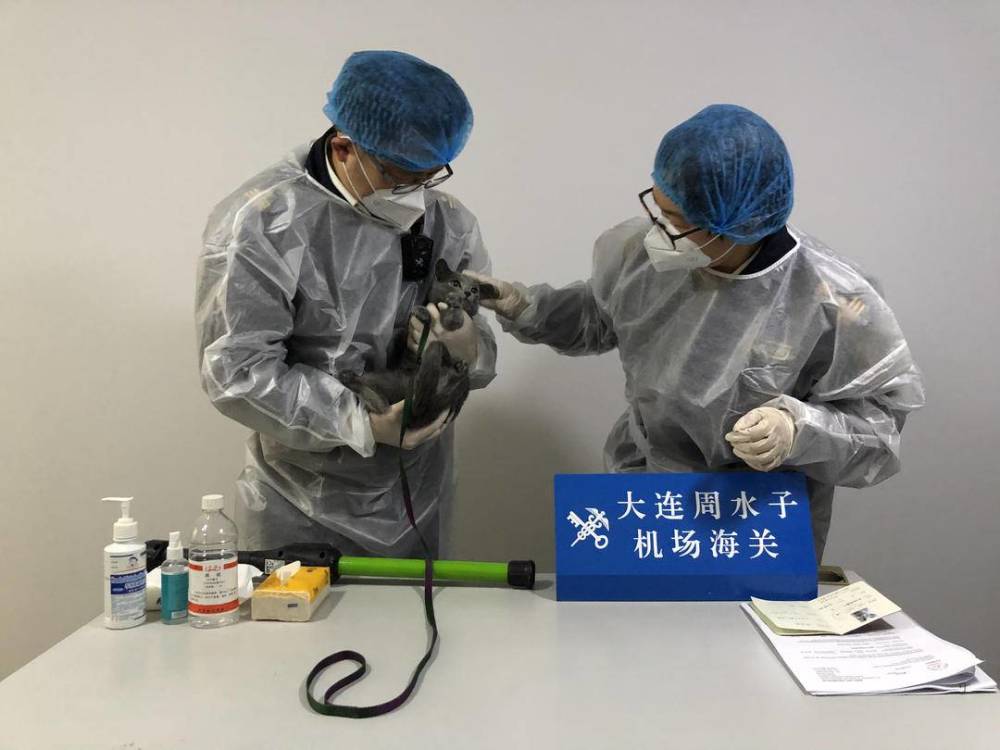 宠物出国证件