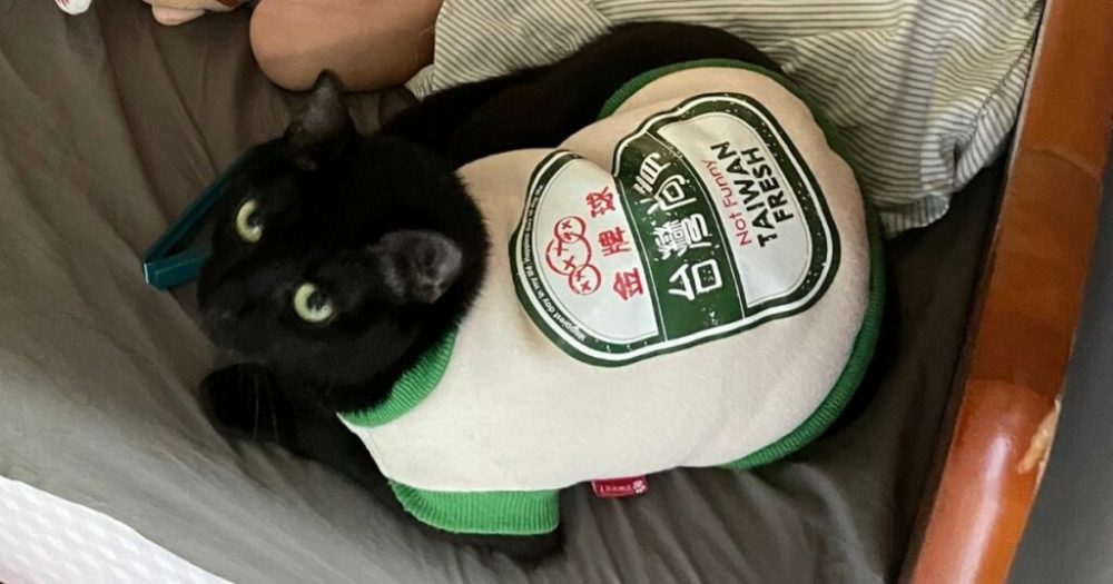 住得太近是什么体验 台湾网友 因猫咪太可爱 常被邻居吓到 腾讯新闻